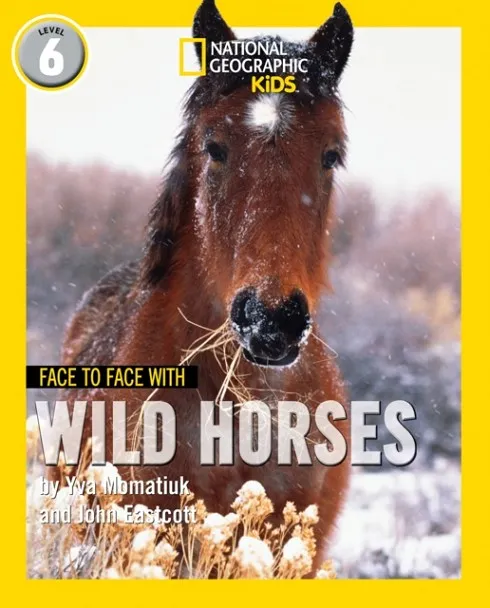 FACE TO FACE WITH WILD HORSES: LEVEL 6