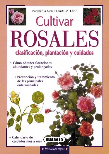 Cultivar rosales, clasificación, plantación y cuidados