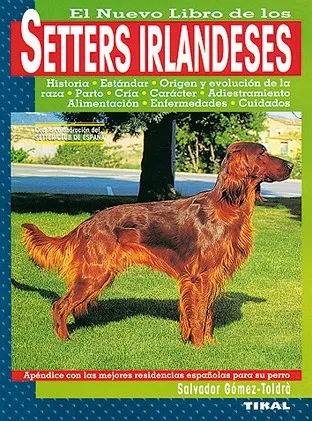 Setters irlandeses