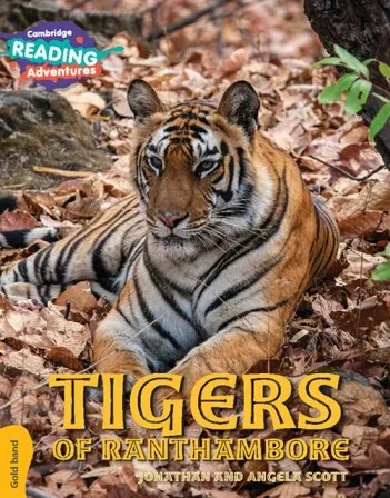 GOLD TIGERS OF RANTHAMBORE
