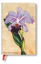 ORQUÍDEA BRASILEÑA MINI - SERIE ILUSTRACIONES BOTÁNICAS