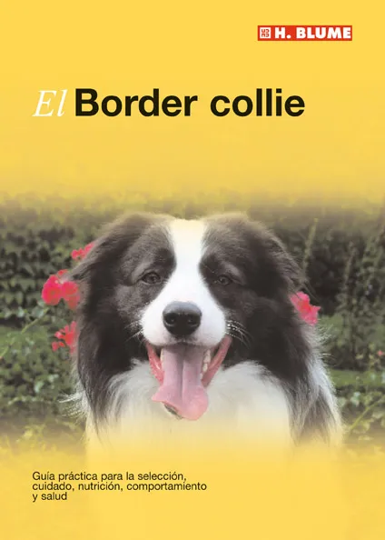BORDER COLLIE,EL