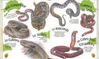 MI PRIMERA ENCICLOPEDIA DE LOS ANIMALES