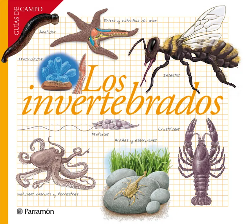 INVERTEBRADOS, LOS