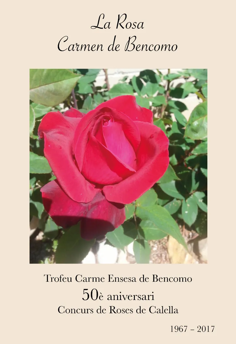 La rosa Carmen de Bencomo