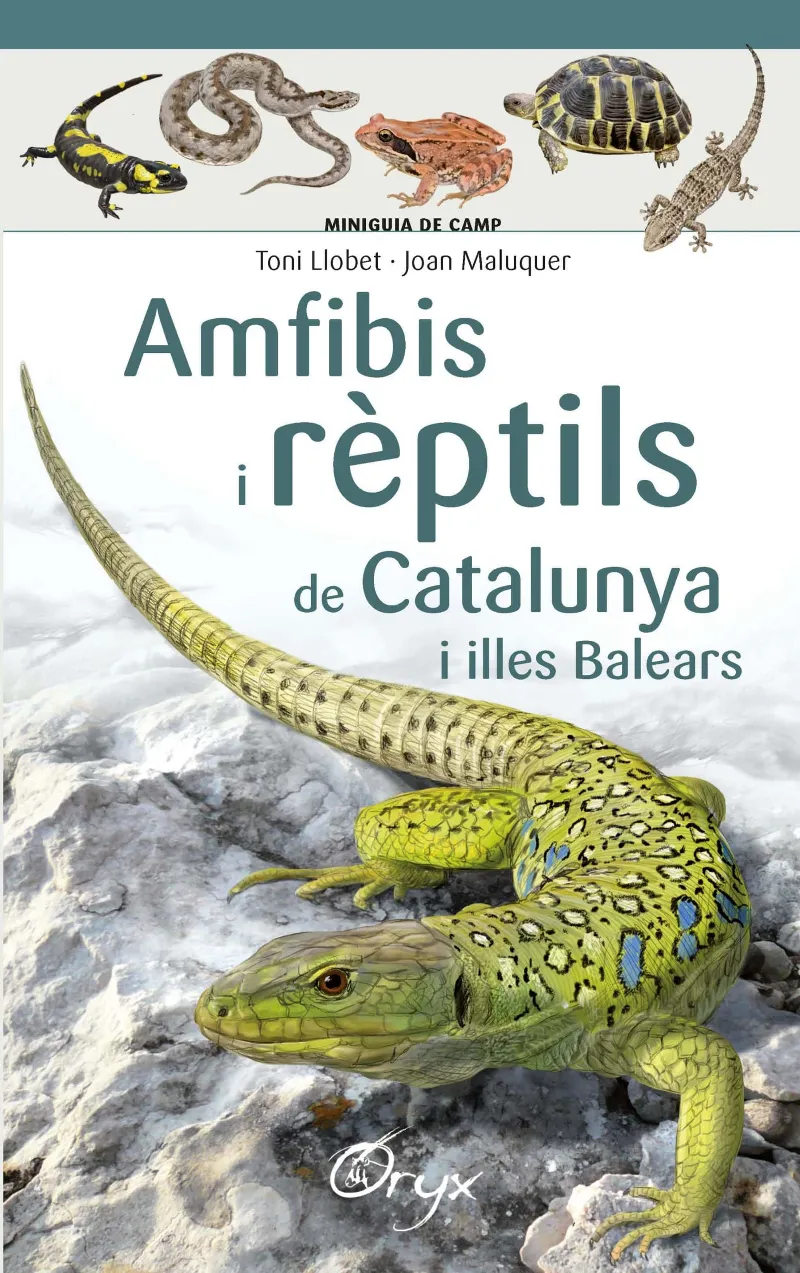 AMFIBIS I REPTILS DE CATALUNYA I ILLES BALEARS