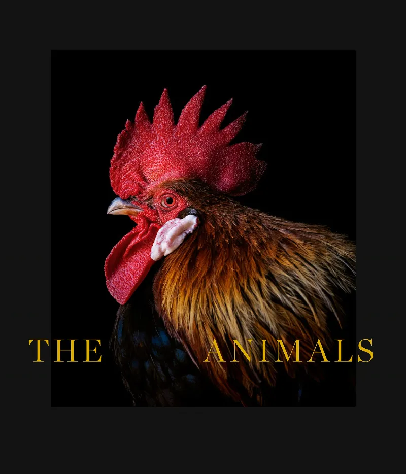 ANIMALS, THE