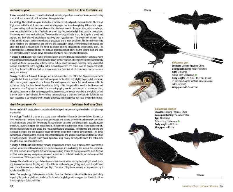 BIRDS OF THE MESOZOIC