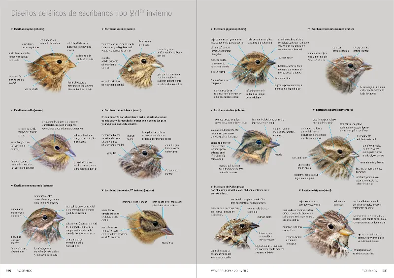 AVES DE EUROPA -PACK 2 VOLS.-
