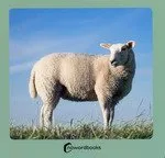 ANIMALES DE LA GRANJA 02